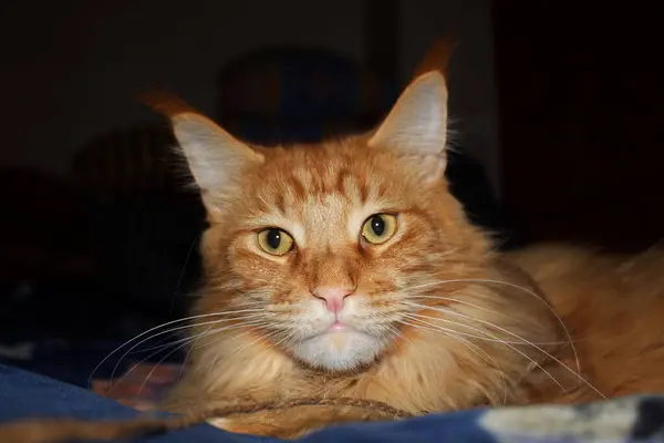 Portrét Zázvoru Maine Mýval Kočka Jménem Archibald Charkov Ukrajina — Stock fotografie