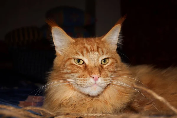 Portrait Ginger Maine Coon Cat Named Archibald Kharkiv Ukraine — Stock Photo, Image