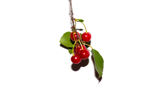 Rote Kirsche Auf Einem Zweig Mit Blättern Auf Weißem Hintergrund — Stockfoto