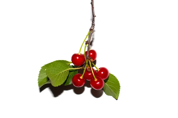 Red Cherry Twig Leaves White Background — Stock Photo, Image