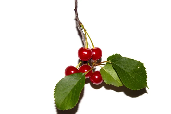 Κόκκινο Κεράσι Ένα Κλαδί Φύλλα Λευκό Φόντο — Φωτογραφία Αρχείου