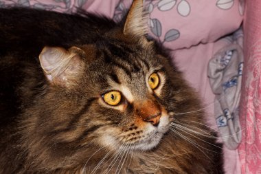 Fedor portresi adında bir Rakun kedisi. Harkov, Ukrayna