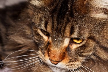 Fedor portresi adında bir Rakun kedisi. Harkov, Ukrayna