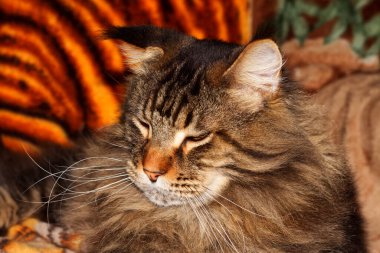 Fedor portresi adında bir Rakun kedisi. Harkov, Ukrayna