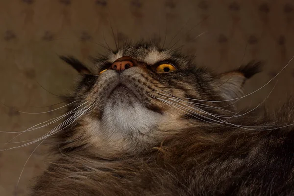 メイン クーンの猫はフェダーの肖像画と名付けられた ウクライナのハリコフ — ストック写真