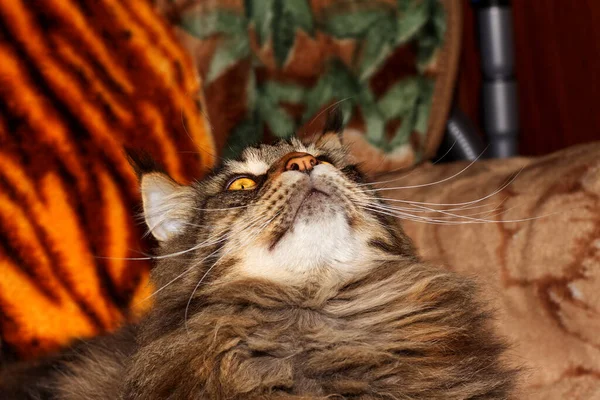 Kot Maine Coon Imieniu Fedor Portret Charków Ukraina — Zdjęcie stockowe