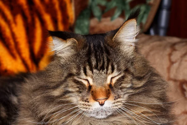 メイン クーンの猫はフェダーの肖像画と名付けられた ウクライナのハリコフ — ストック写真