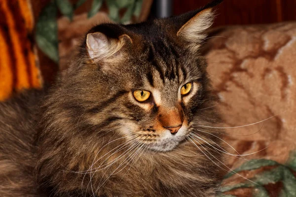 缅因州的猫叫Fedor肖像画乌克兰哈尔科夫 — 图库照片
