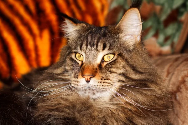 缅因州的猫叫Fedor肖像画乌克兰哈尔科夫 — 图库照片