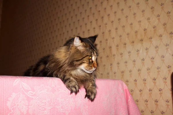 Maine Coon Cat Named Fedor Portrait Kharkov Ukraine — Stock Photo, Image