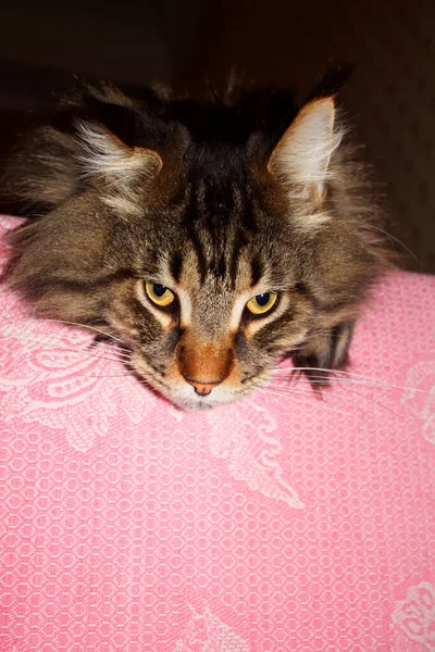 Maine Coon Cat Named Fedor Portrait Kharkov Ukraine — Stock Photo, Image