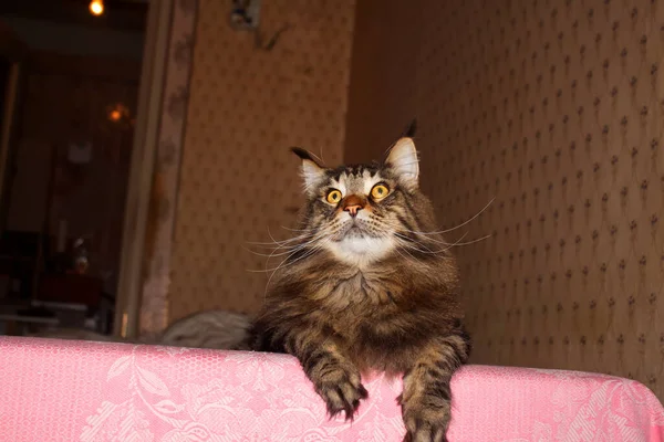 고양이 이름은 Fedor Portrait 우크라이나 하리코프 — 스톡 사진