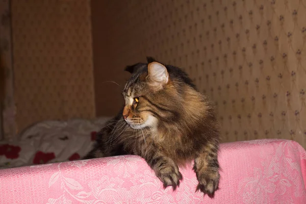 แมวเมนค อเฟอร เดอร Kharkov เครน — ภาพถ่ายสต็อก