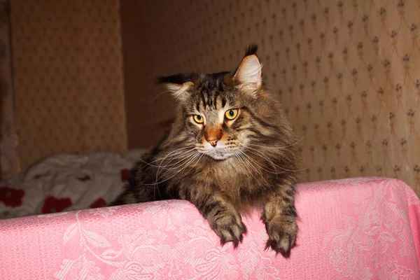 Maine Coon Gato Llamado Fedor Retrato Jarkov Ucrania —  Fotos de Stock