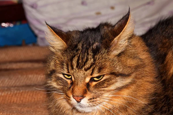 乌克兰哈尔科夫灰猫的肖像 — 图库照片