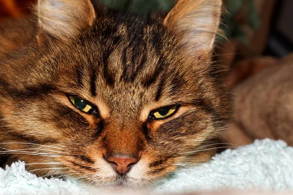 Porträt Einer Grauen Katze Charkiw Ukraine — Stockfoto