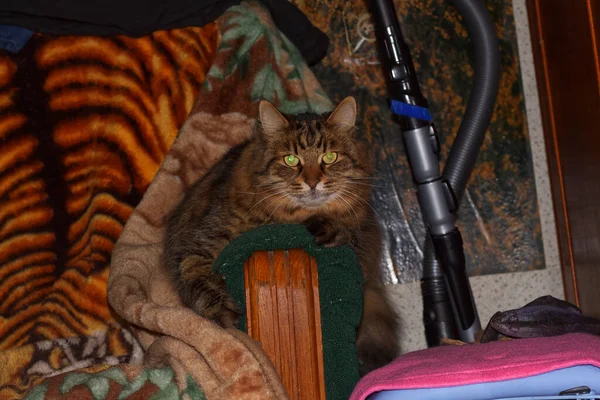 乌克兰哈尔科夫灰猫的肖像 — 图库照片