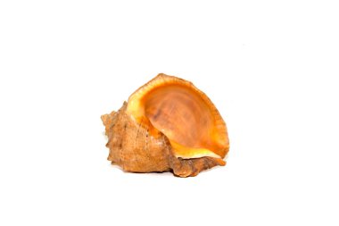 Beyaz arka plan üzerinde izole rapana kabuk