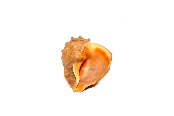 孤立的白色背景上的腹壳 — 图库照片