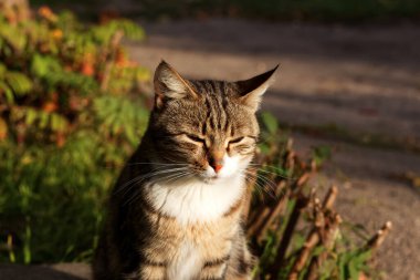 Bahçede poz veren sevimli kedi, portre, Kharkiv, Ukrayna