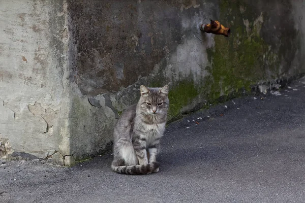 Niedliche Katze Posiert Hof Porträt Charkiw Ukraine — Stockfoto