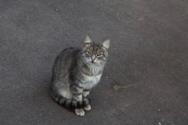 Lindo Gato Posando Patio Retrato Kharkiv Ucrania —  Fotos de Stock