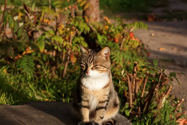 Cute Cat Posing Yard Portrait Kharkiv Ukraine — Stock Photo, Image