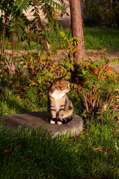 Söt Katt Poserar Gården Porträtt Kharkiv Ukraina — Stockfoto
