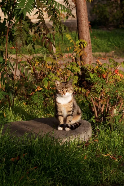 แมวน โพสในสวน ปภาพ คาร เครน — ภาพถ่ายสต็อก