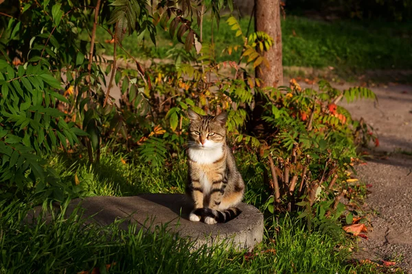 Cute Cat Posing Yard Portrait Kharkiv Ukraine — Stock Photo, Image