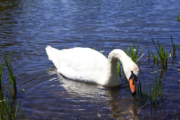 Cisnes Blancos Lago Ciudad Kolomyia Ucrania —  Fotos de Stock