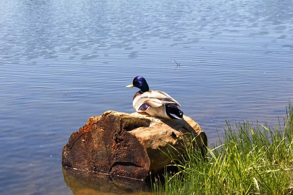 Pato Divertido Sienta Tocón Lago Ciudad Kolomyia Ucrania —  Fotos de Stock