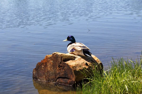 Αστεία Πάπια Κάθεται Ένα Κούτσουρο Στη Λίμνη Της Πόλης Στην — Φωτογραφία Αρχείου