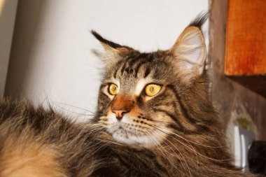 Gri bir Maine Rakunu 'nun Portresi, Kharkiv, Ukrayna