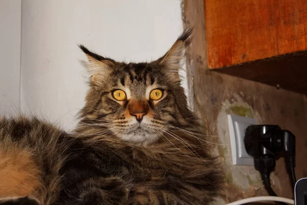 Retrato Gato Maine Coon Cinza Kharkiv Ucrânia — Fotografia de Stock