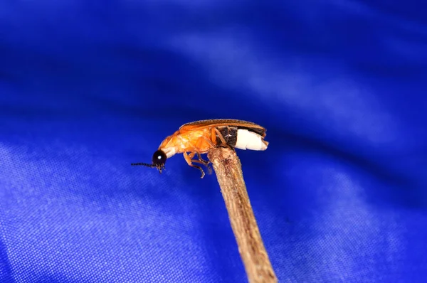 Photuris Pensylvanica Daldaki Photuris Cinsinin Ateşböceği — Stok fotoğraf