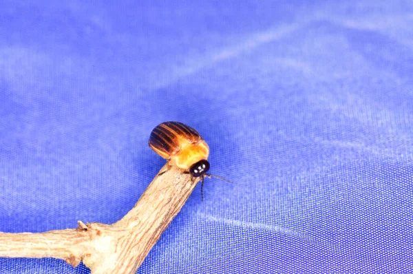 Photuris Pensylvanica Daldaki Photuris Cinsinin Ateşböceği — Stok fotoğraf