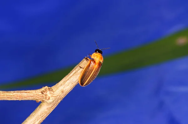 Photuris Pensylvanica 枝にあるPhoturis属のホタル — ストック写真