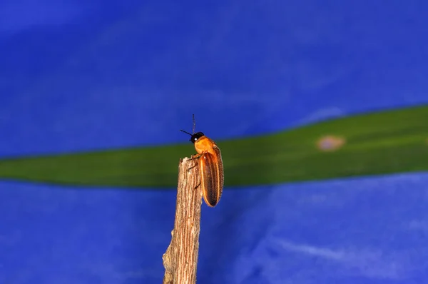 萤火虫 Photuris Pensylvanica 萤火虫属的萤火虫 产于树枝上 — 图库照片