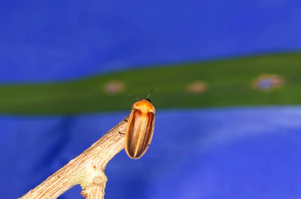 Photuris Pensylvanica Glühwürmchen Der Gattung Photuris Auf Einem Ast — Stockfoto