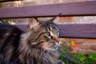 Gri Maine Rakunu, sahibi Kharkiv, Ukrayna ile yürüyüşe çıkan Fedor 'un adını verdi.