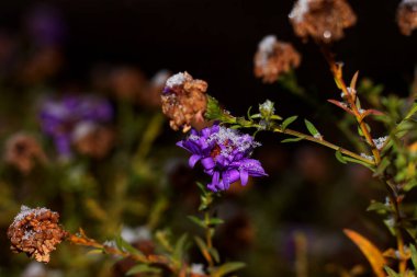 Kharkiv 2022 'de ilk sonbahar karı.