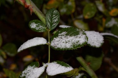 Kharkiv 2022 'de ilk sonbahar karı.