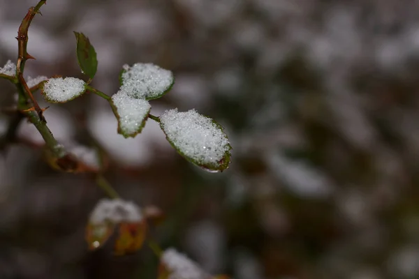 Πρώτο Φθινόπωρο Χιόνι Στο Χάρκοβο 2022 — Φωτογραφία Αρχείου