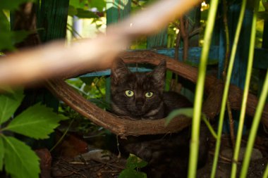 Küçük gri kedi yavrusu çalıların arasına saklandı, Harkiv, Ukrayna