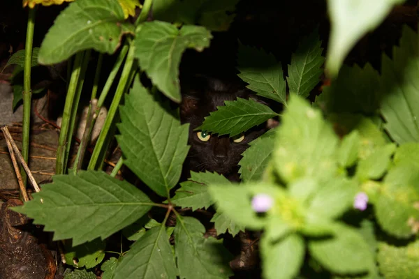ブッシュに隠された小さな灰色の子猫 ハリコフ ウクライナ — ストック写真