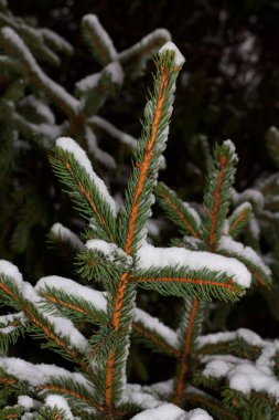 Bahçedeki bir Noel ağacının dalına kar yağıyor, Harkiv, Ukrayna