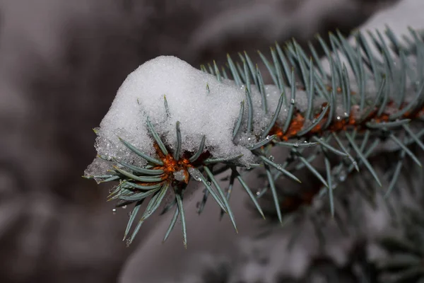 Snow Branch Christmas Tree Yard Kharkiv Ukraine — Stock Photo, Image