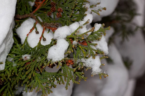 Snow Thuja Branches Kharkiv Ukraine — Stock Photo, Image