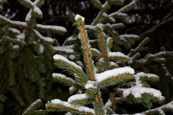 Neve Ramo Uma Árvore Natal Jarda Kharkiv Ucrânia — Fotografia de Stock